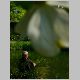 Shakuhachi Player 1.html